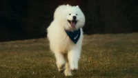 Miniatura de Desarrollan píldora que alargaría la vida de los perritos