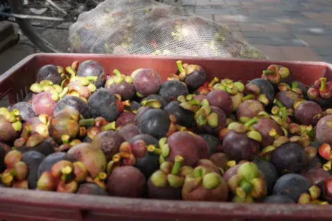 mangostino