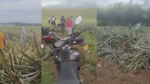 Disidencias buscan tomar hacienda en Jamundí