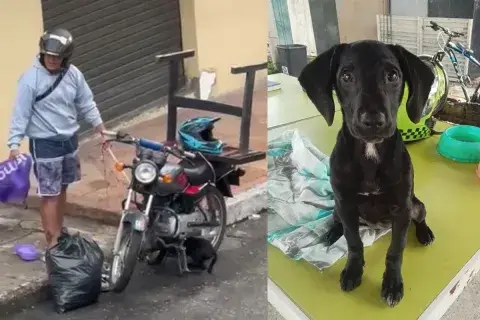 Indignación en Ibagué por maltrato a cachorra