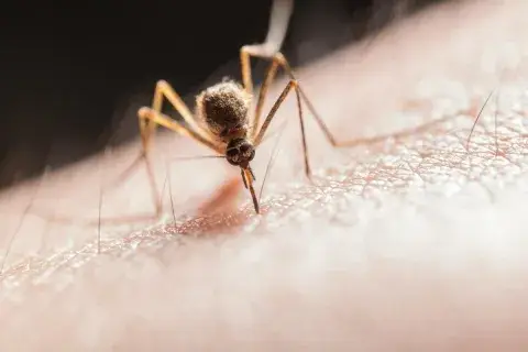 Cómo prevenir el dengue en Tolima