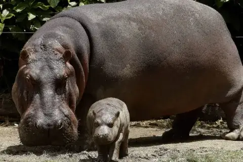 India propone llevar hipopótamos