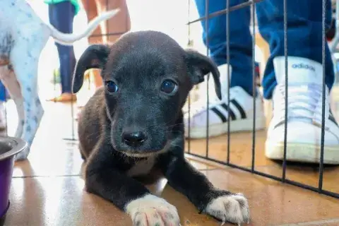 Ibagué estrena rastreo para mascotas