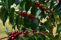 Caficultores alertas por Fenómeno Del Niño