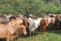 Fenómeno del Niño pone en alerta al Tolima