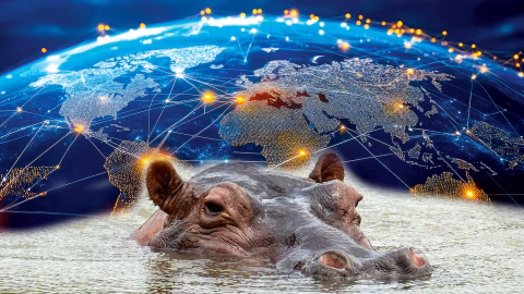 Polémica por exportación de hipopótamos