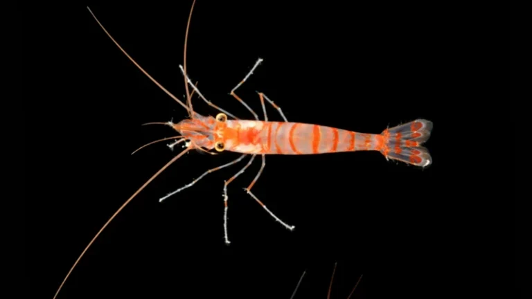 Descubren 1.100 especies marinas