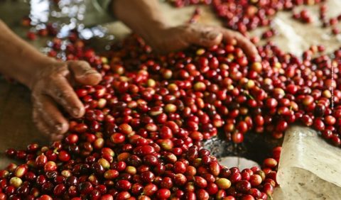 Exportaciones del Huila siguen en caída