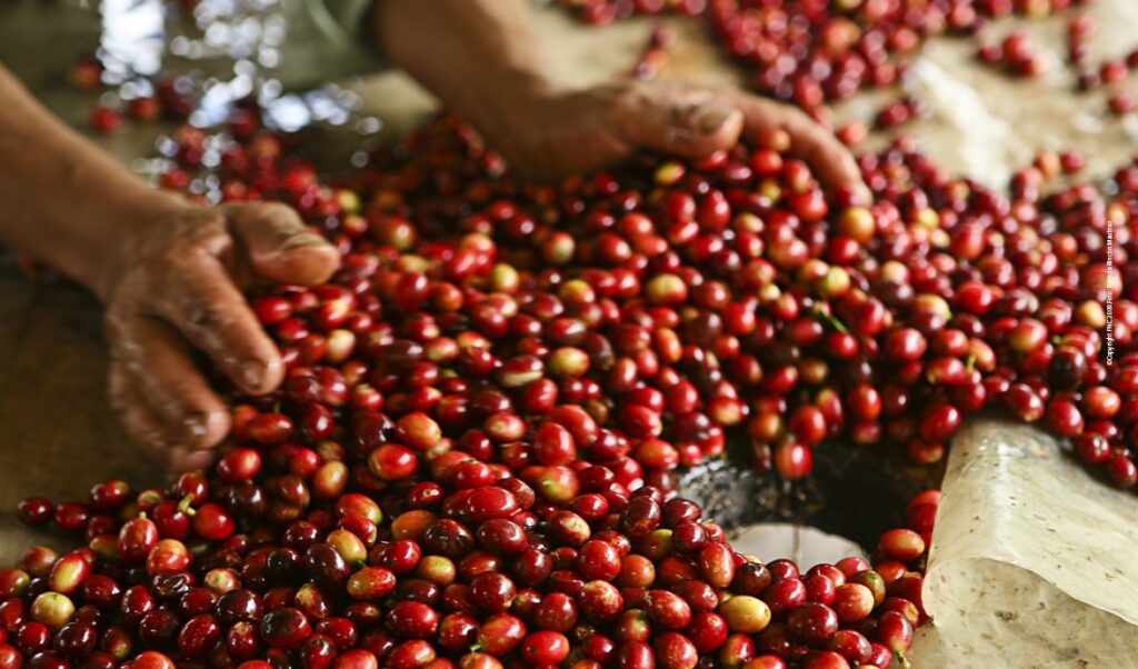 Exportaciones del Huila siguen en caída