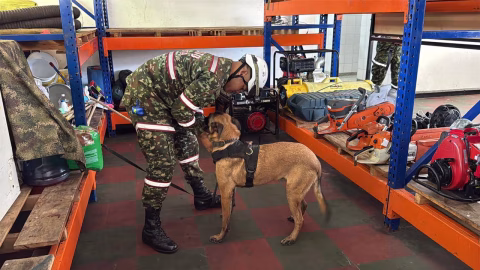 Caninos de la Fuerza Pública buscan sobrevivientes por sismo