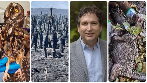 Incendios forestales en Colombia: La explicación del Instituto Humboldt