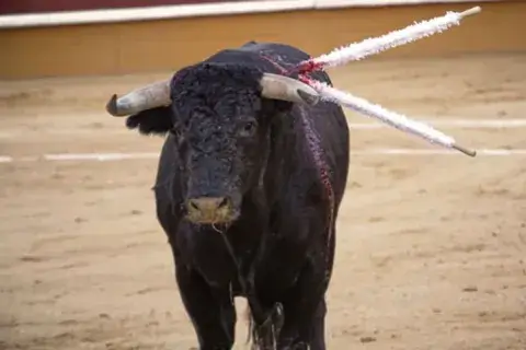 Corte Constitucional ratifica prohibición de corridas de toros desde 2027
