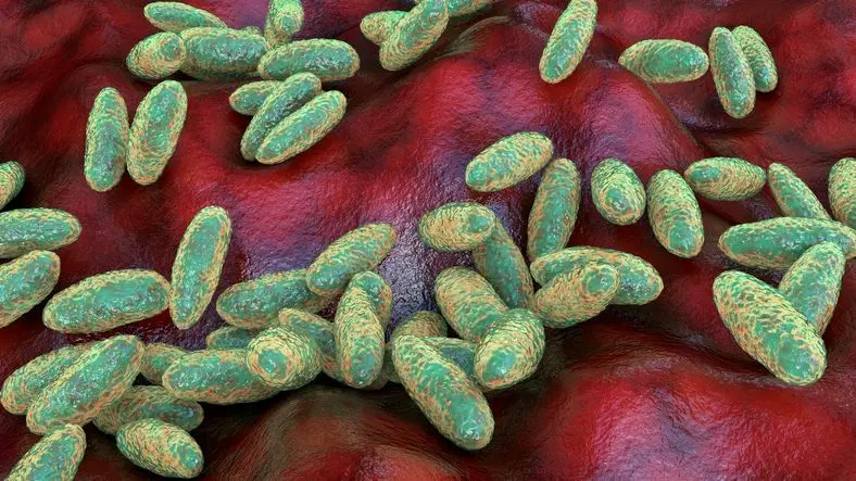 Peste neumónica: qué es y cómo se propaga la infección investigada en Siberia