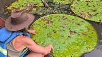 "Victoria colombiana": descubren nuevo nenúfar gigante en el Orinoco