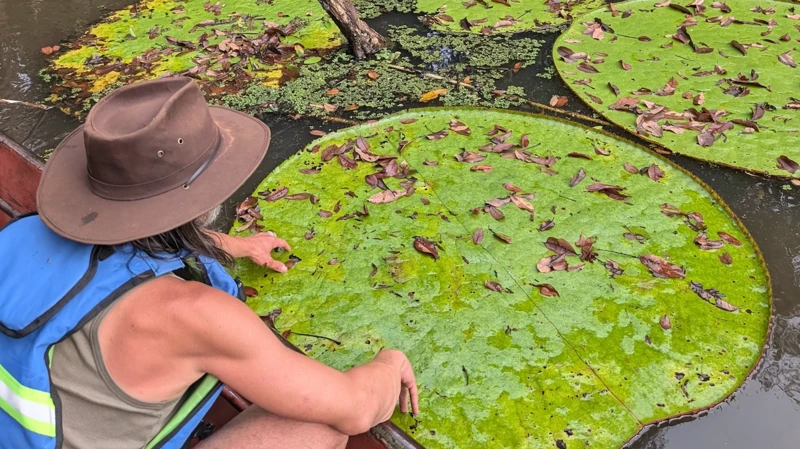 "Victoria colombiana": descubren nuevo nenúfar gigante en el Orinoco