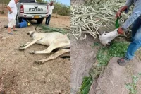El ganado muere en el Tolima por sequía: ¿Qué pasó con el Fondo Milagro?