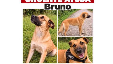 Buscan a Bruno en el norte de Bogotá y rescatan animales por maltrato en el sur
